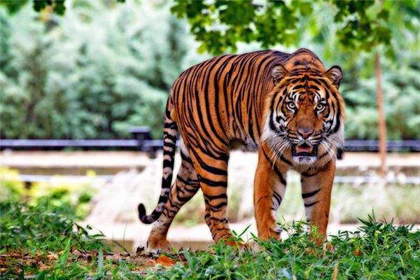 La signification de rêver de tigres