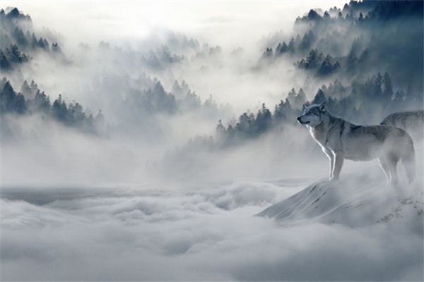 La signification de rêver de loups