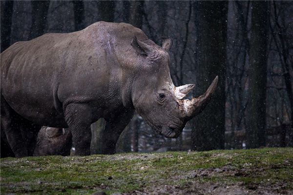 L’explication de rêver de rhinocéros