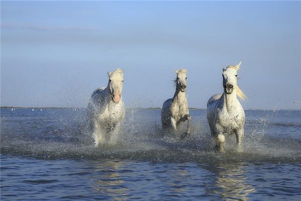 La signification de rêver de chevaux blancs