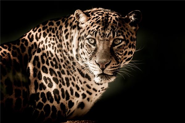 La signification de rêver de léopard