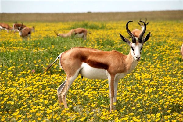 Signification du rêve d’antilope
