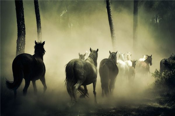La signification du rêve des chevaux