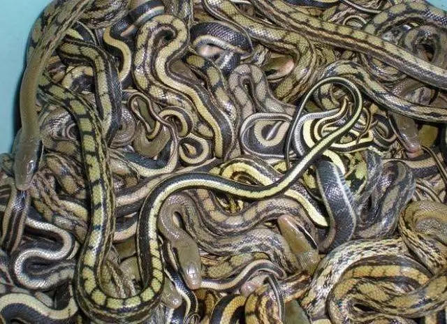 Que signifie rêver d’être mordu par un groupe de serpents