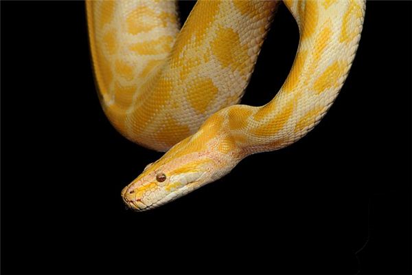 Que signifie rêver d’un python doré
