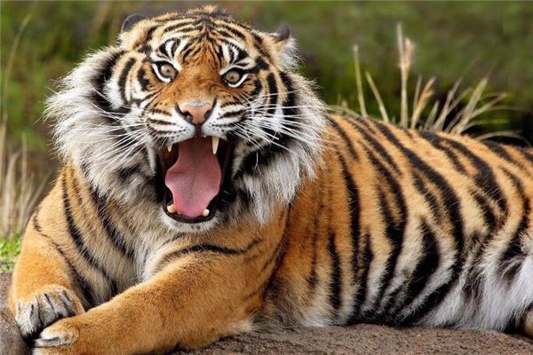 Que signifie rêver d’un tigre mordant
