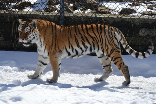 Que signifie rêver d’un tigre sautant sur d’autres animaux ?