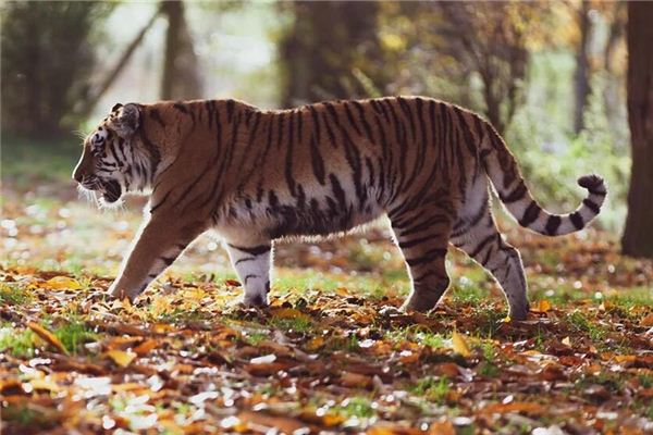 Que signifie rêver de rencontrer un tigre