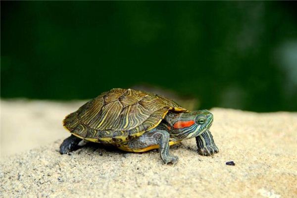 Que signifie rêver de tenir une tortue
