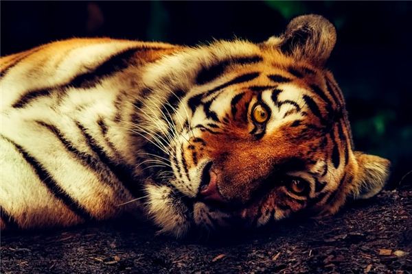 Que signifie rêver de tuer un tigre