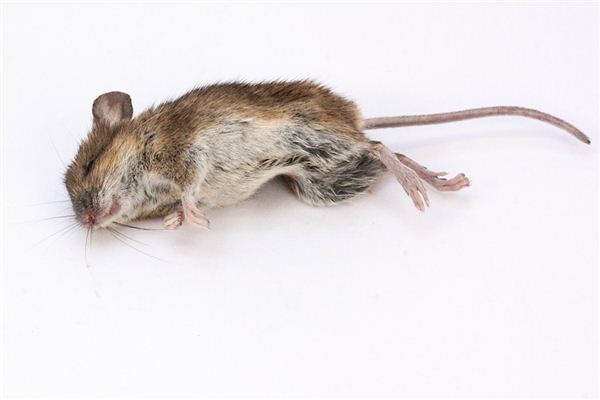 Que signifie rêver d’une souris morte