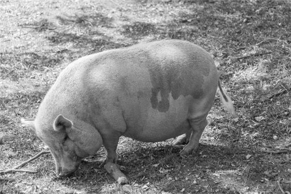 Que signifie rêver de gros cochons gras