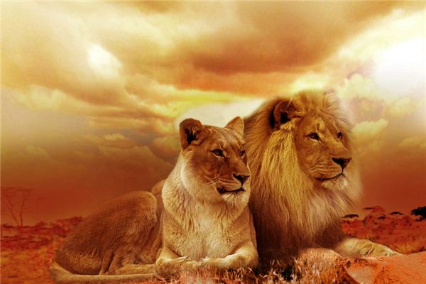 Que signifie rêver d’être poursuivi par un lion