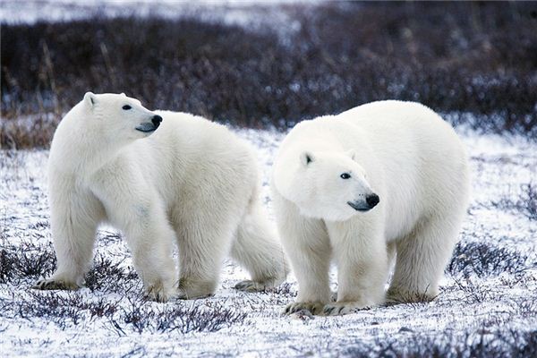 Que signifie rêver d’un ours polaire