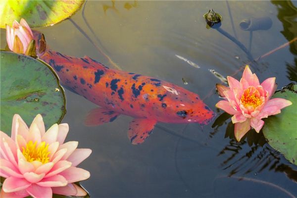 La signification spirituelle de rêver de poisson rouge
