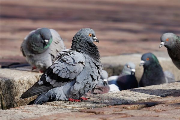La signification spirituelle de rêver d’élever des pigeons