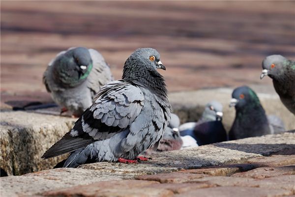 La signification spirituelle de rêver de nombreux pigeons