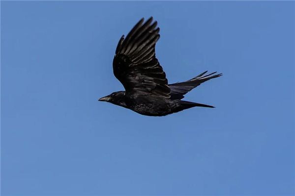 La signification spirituelle de rêver de corbeaux volant en rond