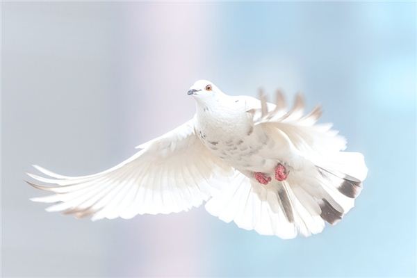 La signification spirituelle de rêver d’attraper des pigeons