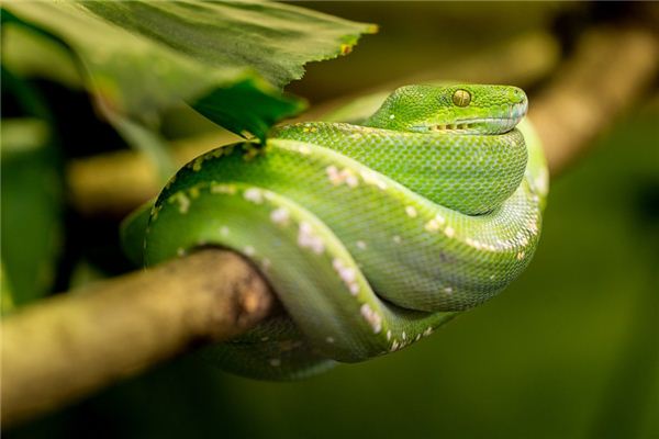La signification spirituelle de rêver de serpents verts