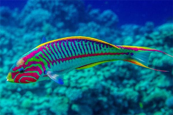 La signification spirituelle de rêver de poissons colorés