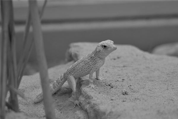 La signification spirituelle de rêver de geckos