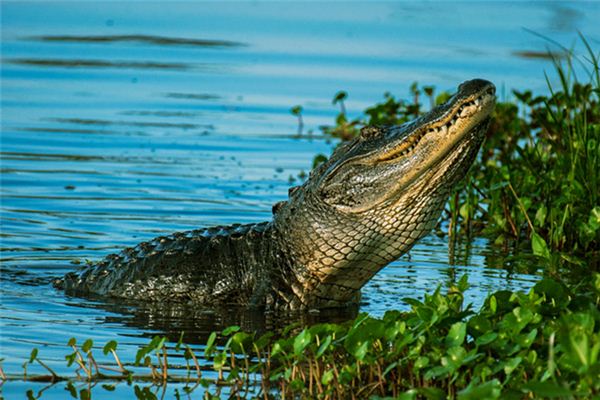 La signification spirituelle de rêver de crocodiles