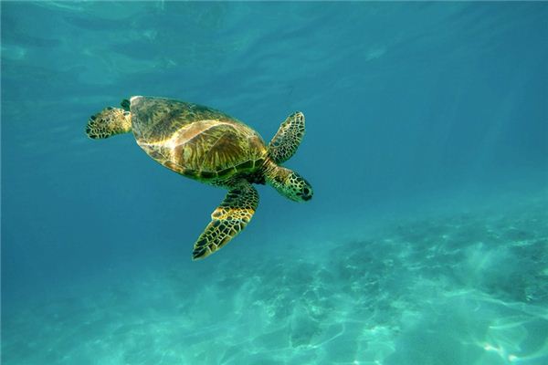 Que signifie rêver de tortues marines