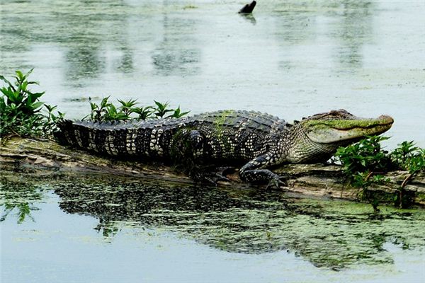 Que signifie rêver d’un alligator