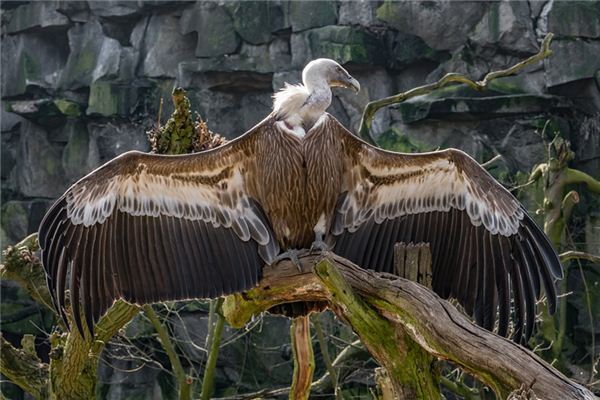 Que signifie rêver de vautours