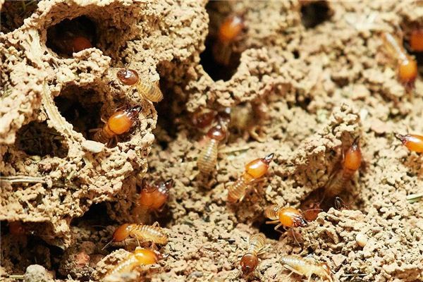 Que signifie rêver de termites