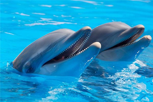 Que signifie rêver de dauphins