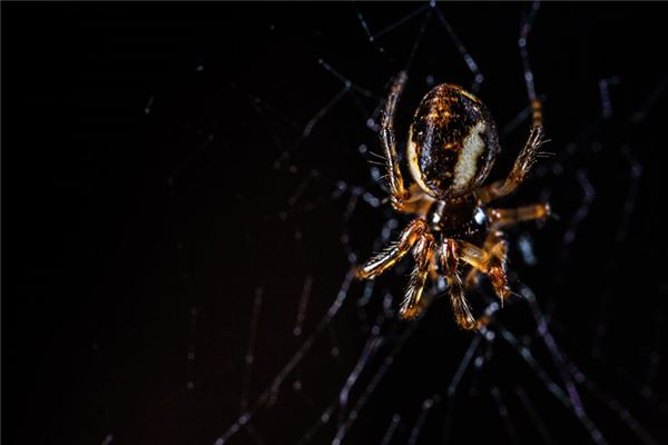 Que signifie rêver d’une araignée noire