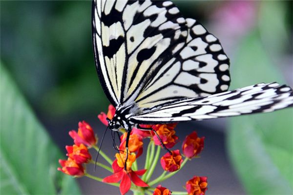 Que signifie rêver de papillons blancs