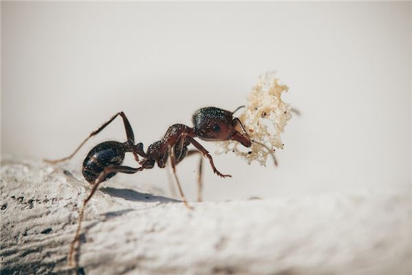 Que signifie rêver d’une fourmi tenant quelque chose dans sa bouche ?