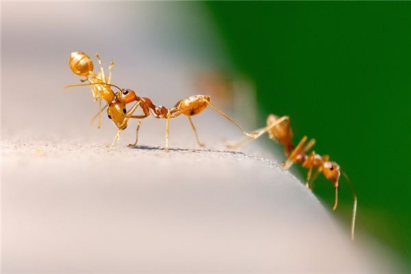 Que signifie rêver de fourmis sur la nourriture