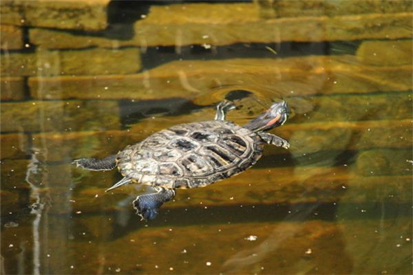 Que signifie rêver d’une tortue nageant dans l’eau