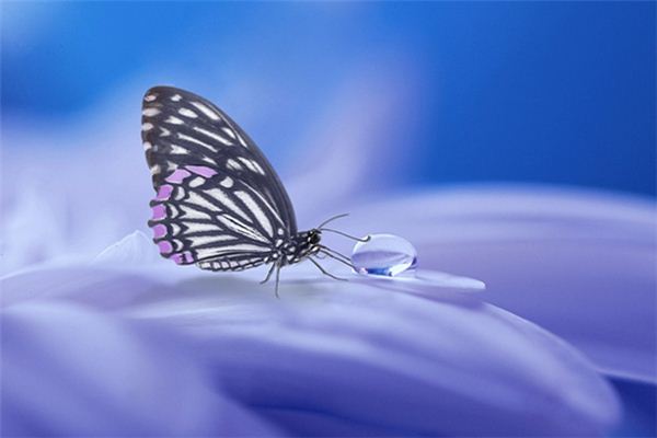 Que signifie rêver de papillons mourants
