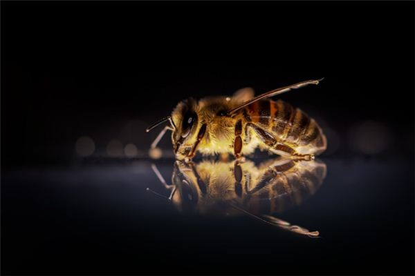 Que signifie rêver d’être piqué par une abeille