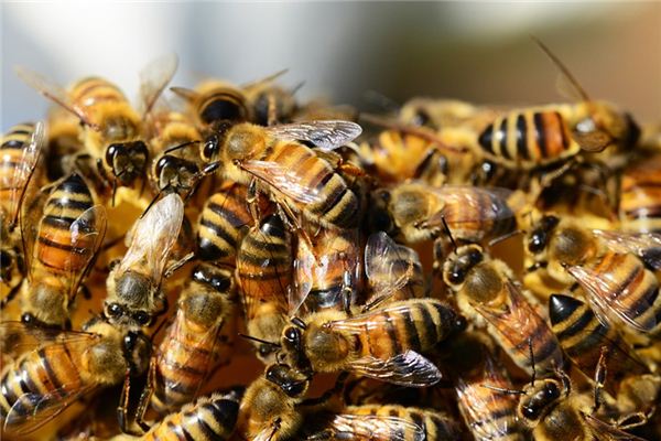 Que signifie rêver d’une colonie d’abeilles