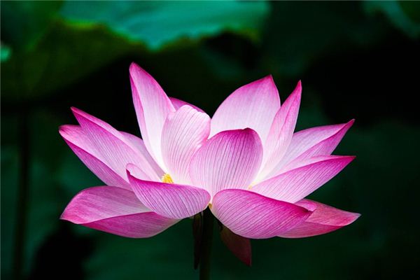 Que signifie rêver de lotus