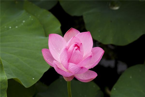 Que signifie rêver de lotus en fleurs
