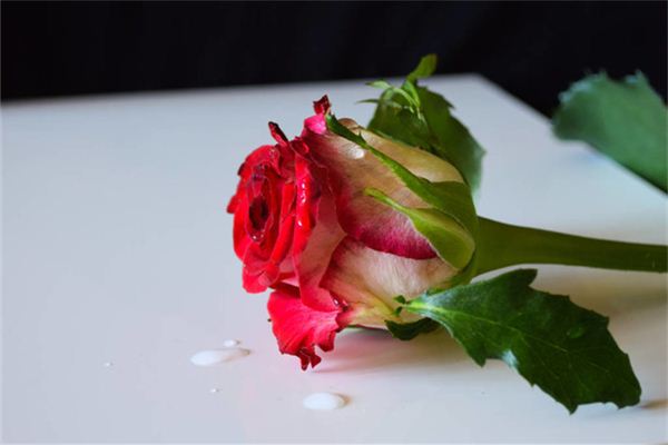 Que signifie rêver de roses fanées ?