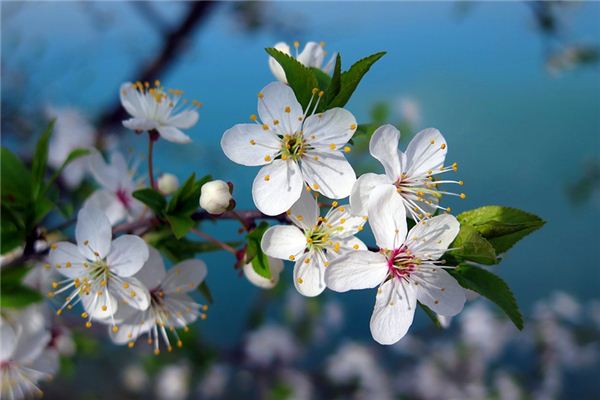 Que signifie rêver de fleurs de cerisier