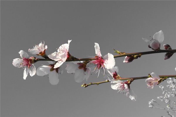 Que signifie rêver de fleurs d’abricotier ?