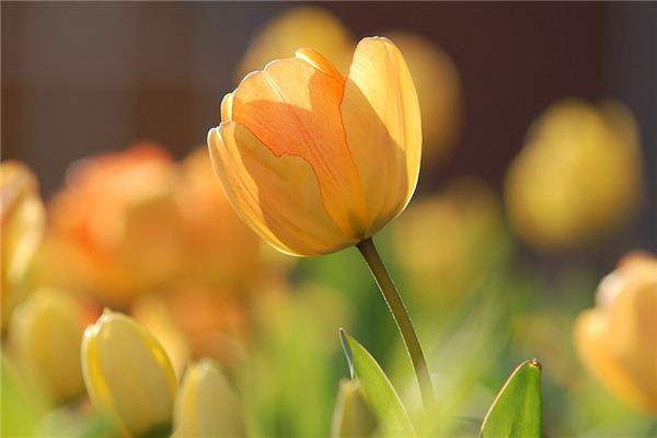 Que signifie rêver de tulipes