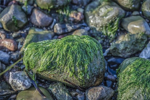 Que signifie rêver d’algues