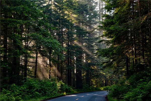 Que signifie rêver de séquoias ?