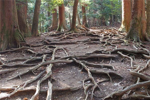 Que signifie rêver de racines d’arbres