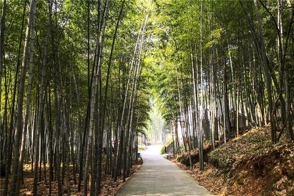 Que signifie rêver de bambou
